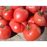 Sandveld Seeds Coeur de Boeuf Tomato